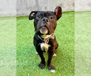 American Pit Bull Terrier Dogs for adoption in San Francisco, CA, USA