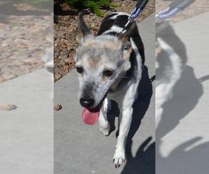 Jack Russell Terrier Dogs for adoption in Chico, CA, USA