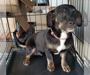 Miniature Pinscher Dogs for adoption in Carrollton, TX, USA