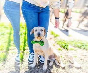 Border Terrier-Unknown Mix Dogs for adoption in Shreveport, LA, USA