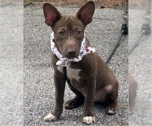 American Staffordshire Terrier Dogs for adoption in Benton, PA, USA