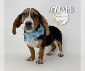 Bagle Hound Dogs for adoption in Benton, LA, USA
