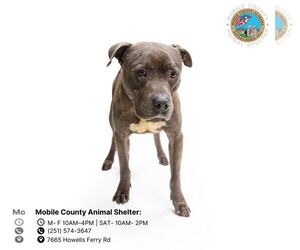 Bulldog Dogs for adoption in Mobile, AL, USA