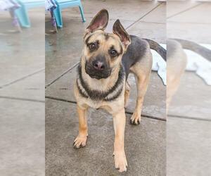 German Shepherd Dog Dogs for adoption in Sacramento, CA, USA