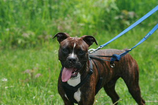 Boxer Dogs for adoption in Batavia, NY, USA