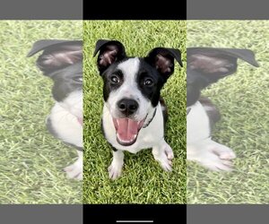 American Pit Bull Terrier-Border Collie Mix Dogs for adoption in Oakhurst, NJ, USA