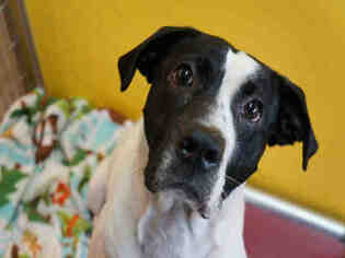 Lab-Pointer Dogs for adoption in Norfolk, VA, USA