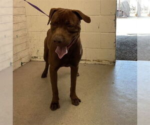 Mutt Dogs for adoption in San Bernardino, CA, USA