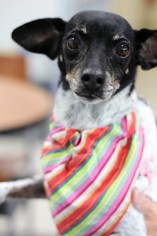 Rat Terrier Dogs for adoption in St. Bonifacius, MN, USA