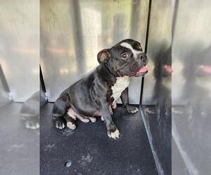 Bulldog-Unknown Mix Dogs for adoption in San Antonio, TX, USA