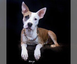 American Pit Bull Terrier-Unknown Mix Dogs for adoption in Hot Springs Village, AR, USA