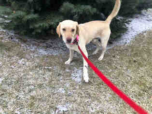 Labrador Retriever Dogs for adoption in Vaughan, Ontario, Canada