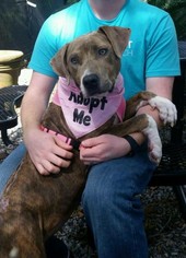 American Pit Bull Terrier-Plott Hound Mix Dogs for adoption in Fairhope, AL, USA