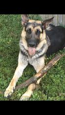 Medium Photo #1 German Shepherd Dog Puppy For Sale in Baltimore, MD, USA