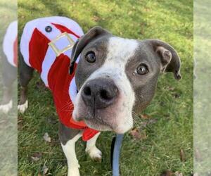 Mutt Dogs for adoption in Center Township, PA, USA