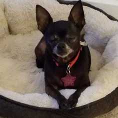 Small Chihuahua