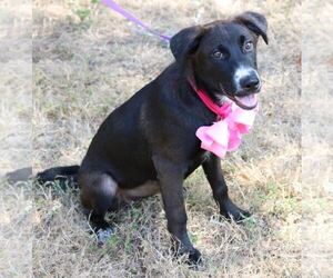 Medium Photo #1 Shollie Puppy For Sale in Bandera, TX, USA