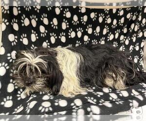 Havanese-Unknown Mix Dogs for adoption in HESPERIA, CA, USA