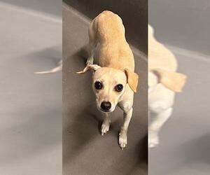 Chihuahua-Unknown Mix Dogs for adoption in Tallahassee, FL, USA