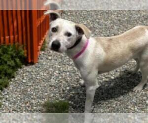 Parson Russell Terrier-Unknown Mix Dogs for adoption in Las Vegas, NV, USA