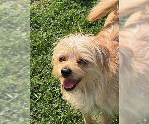 Cairn Terrier-Unknown Mix Dogs for adoption in Wheaton, IL, USA