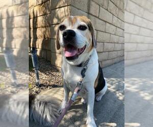 Beagle Dogs for adoption in San Luis Rey, CA, USA