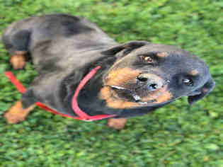 Rottweiler Dogs for adoption in Ogden, UT, USA