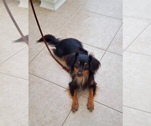 Papshund Dogs for adoption in Thonotosassa, FL, USA