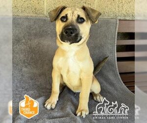 Mastiff-Unknown Mix Dogs for adoption in Irvine, CA, USA