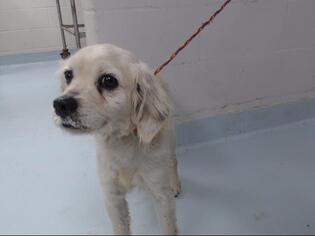 Maltese Dogs for adoption in Pasadena, TX, USA