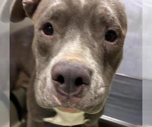 Mutt Dogs for adoption in Bakersfield, CA, USA