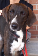 Greyhound Dogs for adoption in Carrollton, TX, USA