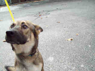 German Shepherd Dog Dogs for adoption in Gainesville, FL, USA