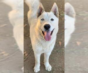 Siberian Husky Dogs for adoption in Riverside, CA, USA