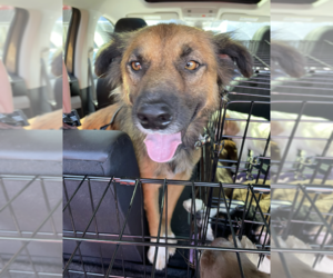 Mutt Dogs for adoption in Brooklyn, NY, USA