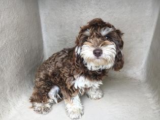 Lhasa-Poo Dogs for adoption in San Antonio, TX, USA