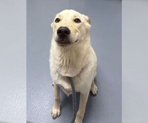 - Mix Dogs for adoption in Hilton Head, SC, USA