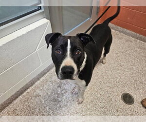 Mutt Dogs for adoption in Pueblo, CO, USA