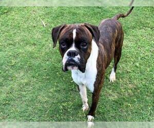 Boxer Dogs for adoption in Texas City, TX, USA