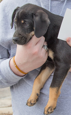 Bluetick Coonhound Dogs for adoption in Nesbit, MS, USA