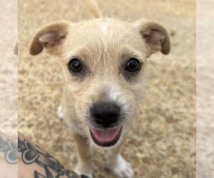 Chihuahua-Unknown Mix Dogs for adoption in Minneapolis, MN, USA