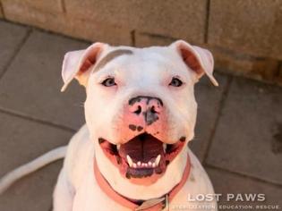 Bullypit Dogs for adoption in Peoria, AZ, USA