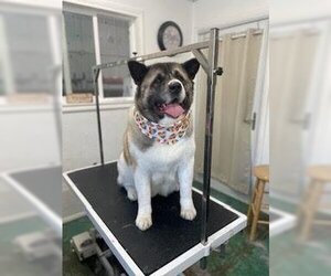 Akita Dogs for adoption in Salina, UT, USA