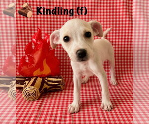 Jack Russell Terrier-Labrador Retriever Mix Dogs for adoption in Aurora, IN, USA