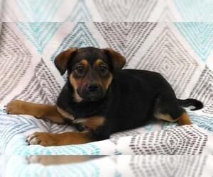 Mutt Dogs for adoption in Thief River Falls, MN, USA