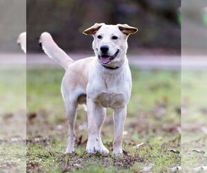 Mutt Dogs for adoption in Munford, TN, USA