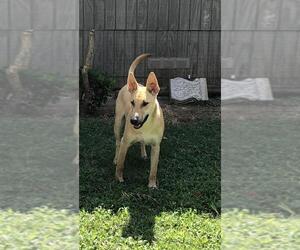 Bull Terrier-Chinese Shar-Pei Mix Dogs for adoption in Ben Wheeler, TX, USA