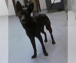 American Pit Bull Terrier-Unknown Mix Dogs for adoption in Fayetteville, NC, USA