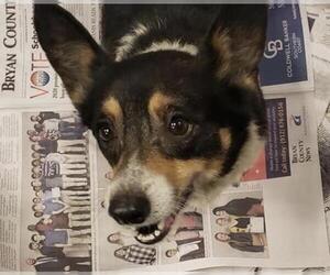 Pembroke Welsh Corgi Dogs for adoption in Pembroke, GA, USA