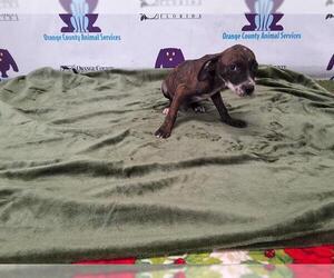 American Pit Bull Terrier-Treeing Walker Coonhound Mix Dogs for adoption in Orlando, FL, USA